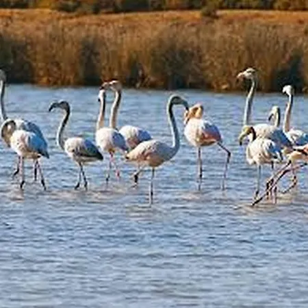 Daire Pe Na Areia, By Algarveblossom *
